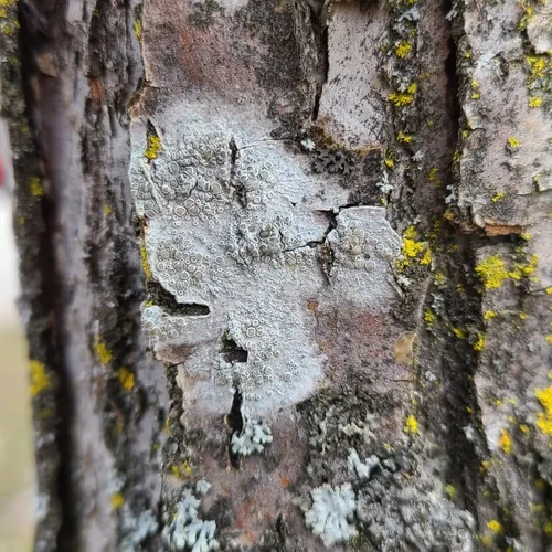 Rim lichen