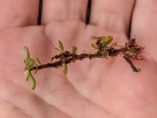 Grandleaf Rhizomnium Moss