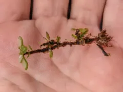 Grandleaf Rhizomnium Moss thumbnail 1