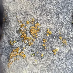 sidewalk firedot thumbnail 4
