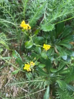 North Pacific Whitlow-grass thumbnail 3