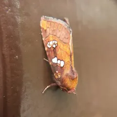 Dogbane Stem Borer Moth thumbnail 4