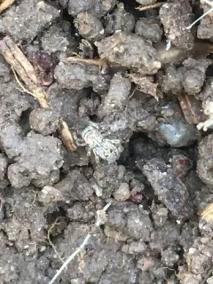 Attinella dorsata thumbnail 2