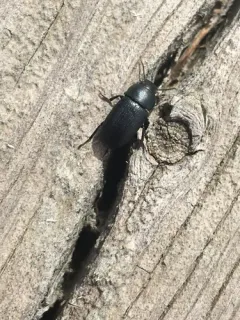 Opatroides punctulatus thumbnail 4