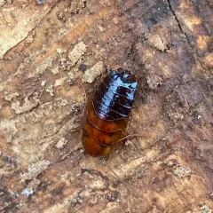 Pennsylvania Wood Cockroach thumbnail 5