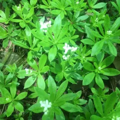 Sweet Woodruff thumbnail 2