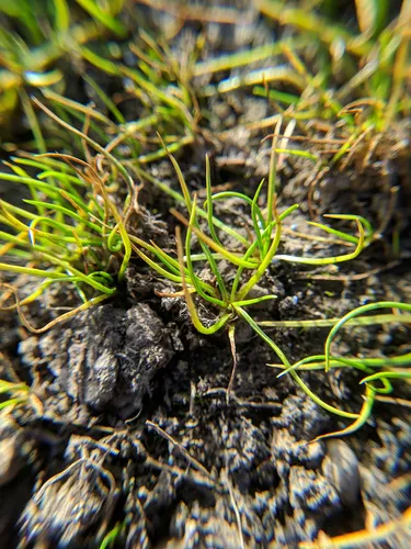 Orcutt's Quillwort