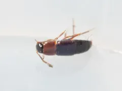 Tachinus corticinus thumbnail 3