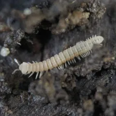 Amplaria nazinta thumbnail 3