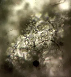 Didymium bahiense thumbnail 2