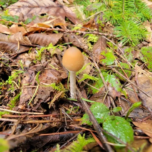 Ringed brittlestem