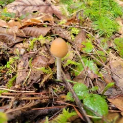 Ringed brittlestem thumbnail 1