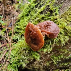 pig's ears thumbnail 1