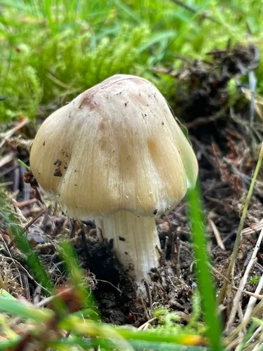 Inocybe splendens