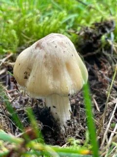 Inocybe splendens thumbnail 1