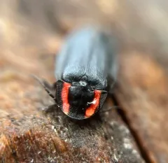 Green's firefly thumbnail 3