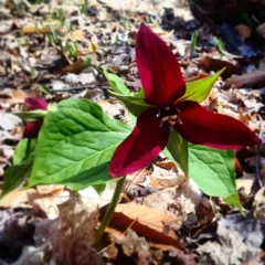 red trillium thumbnail 1