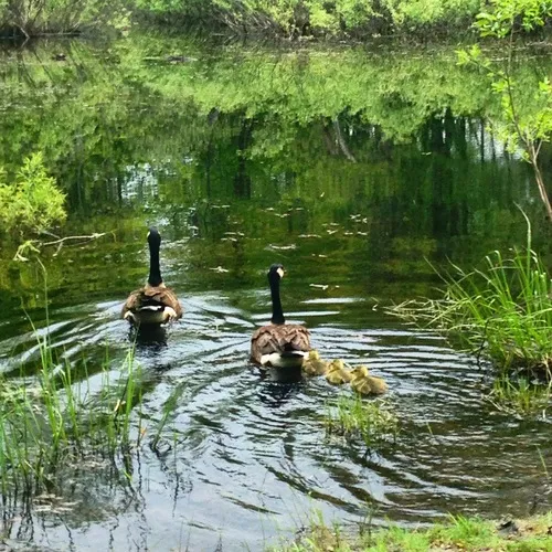 Canada Goose