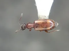 Cloudy Flower Beetle thumbnail 4