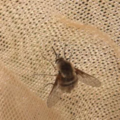 Bombylius incanus thumbnail 3