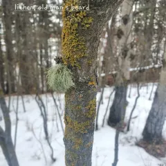 Bristly Beard Lichen thumbnail 4