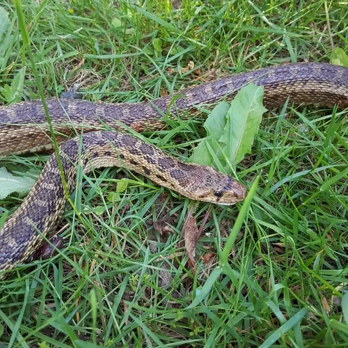 Gopher Snake