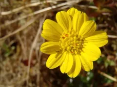 Newcombe's Groundsel thumbnail 1
