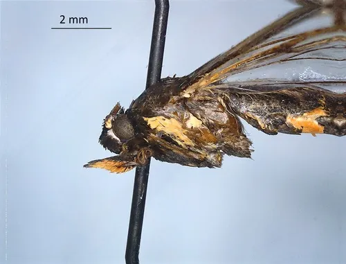 Synanthedon fulvipes