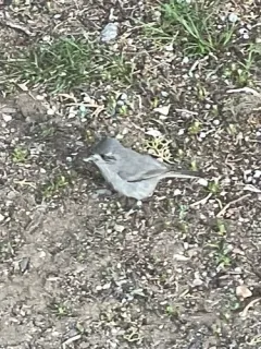 Juniper Titmouse thumbnail 2