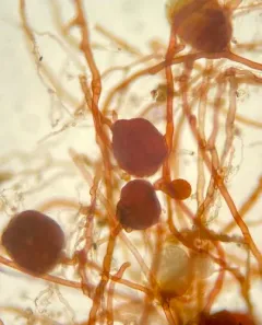 Crimson-tuber Bryum thumbnail 1