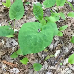 large-leaved aster thumbnail 4