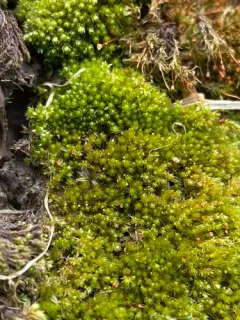 Bicoloured Bryum thumbnail 4