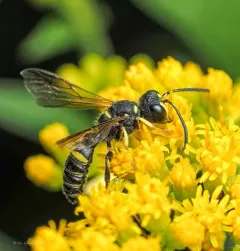 Cerceris atramontensis thumbnail 4