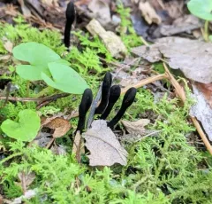 Short-spored Earthtongue thumbnail 4