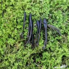 Slimy Earthtongue thumbnail 2