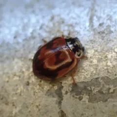 Painted Lady Beetle thumbnail 2