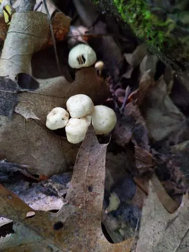 Marasmius delectans