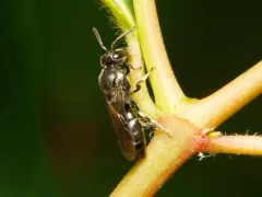 Vertical Masked Bee thumbnail 4