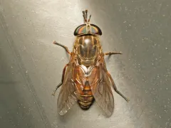 Coniferous Horse Fly thumbnail 3