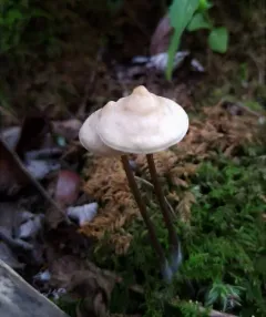 Entoloma conicum thumbnail 2