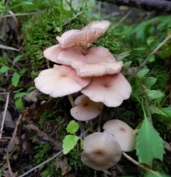 Entoloma subserrulatum thumbnail 4
