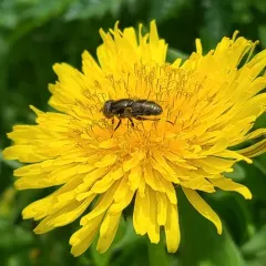 Common Lagoon Fly thumbnail 2