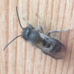 Horn-faced Mason Bee thumbnail 1