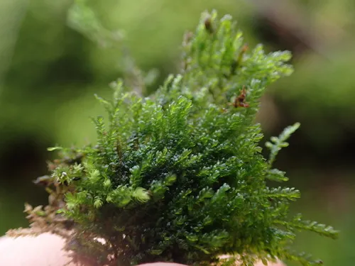 Bryolawtonia vancouveriensis