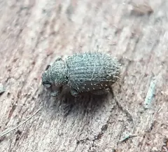 Cathormiocerus aristatus thumbnail 1