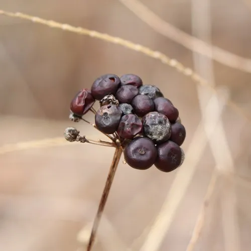 smooth carrionflower