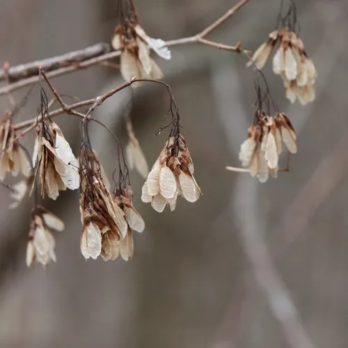 Amur Maple