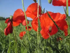 common poppy thumbnail 3