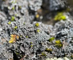 Moss Shingle Lichen thumbnail 4
