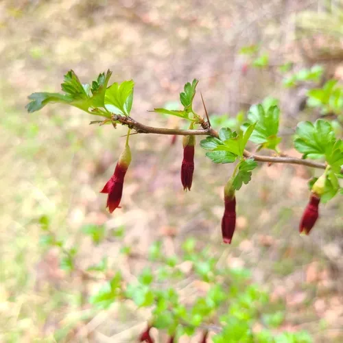 Sierra Gooseberry